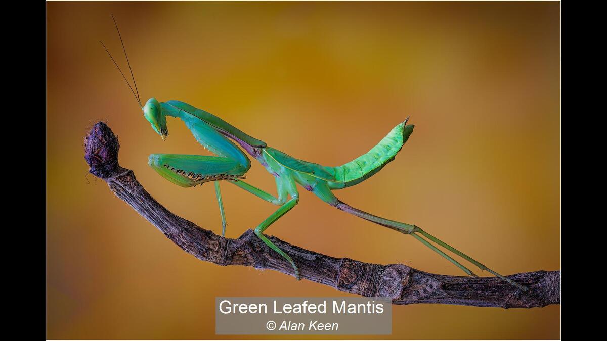 23_Green Leafed Mantis_Alan Keen